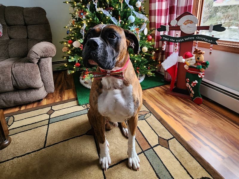 Dozer primary photo