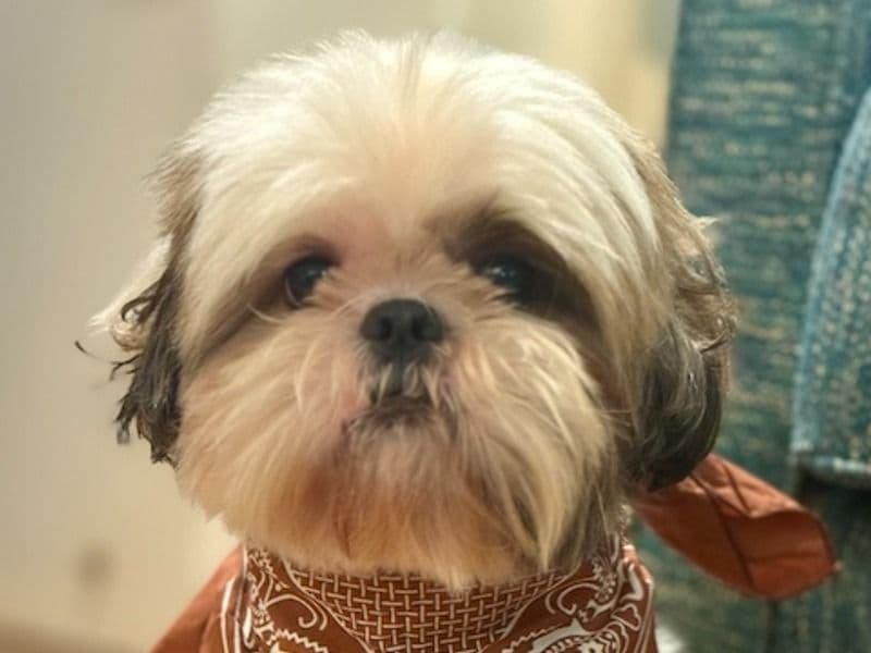 Obie L primary photo