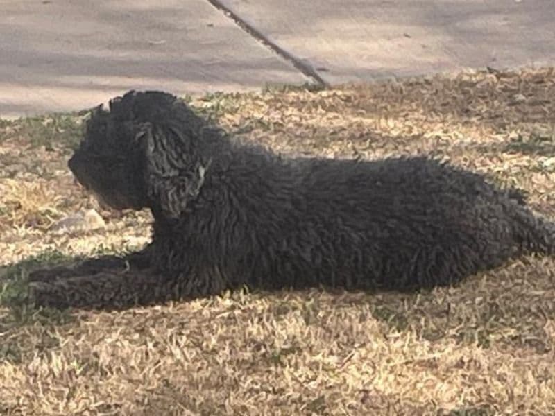 Australian Labrodoodle 5 years 3 months old male medium named Teddy for sale in Kings County, New York | Petmeetly