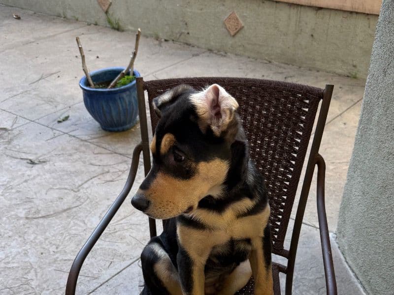 German Shepherd 4 months old male medium named Screech for sale in Orange County, California | Petmeetly