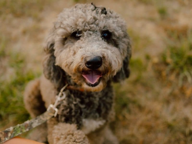 Mini Golden Doodle 2 years 4 months old male medium named Talon for breeding in Cabarrus County, North Carolina | Petmeetly