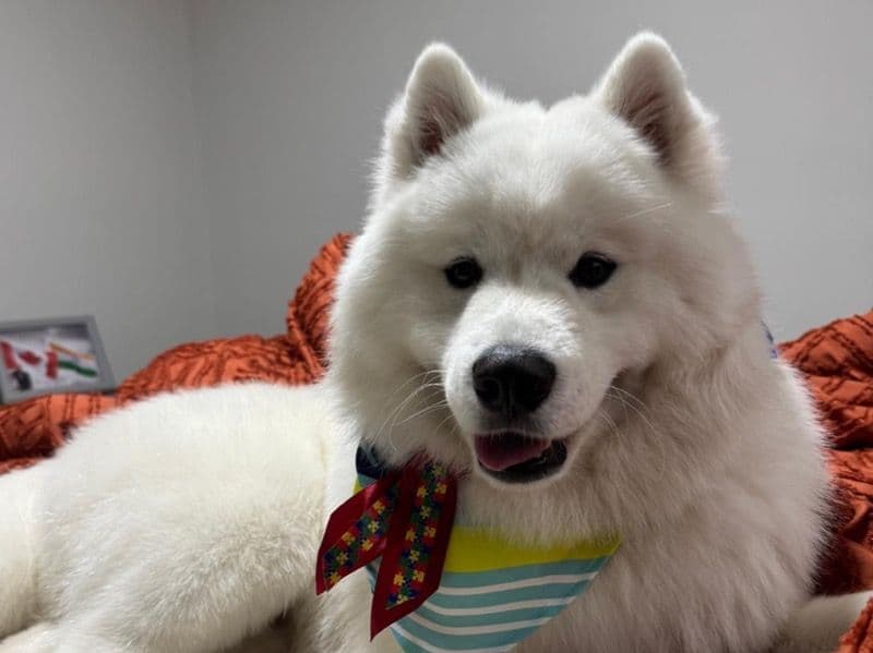 Samoyed 1 year 6 months old male large named Ghost for breeding in Waterloo Regional Municipality, Ontario | Petmeetly