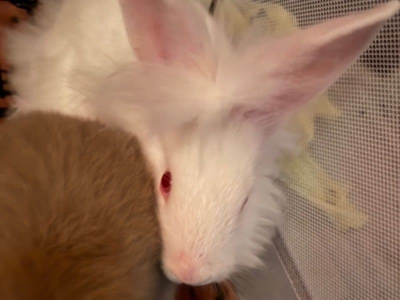 Casper - Angora | Petmeetly
