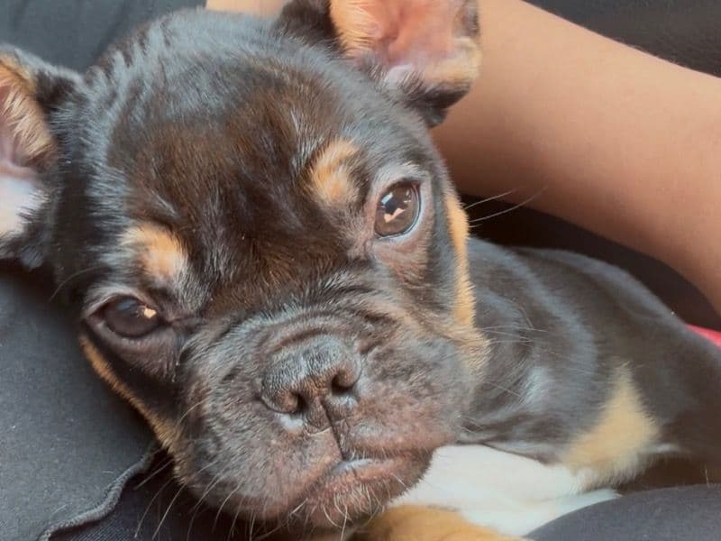 American Pocket Bully 2 months old male small named Shilo for sale in Indian River County, Florida | Petmeetly