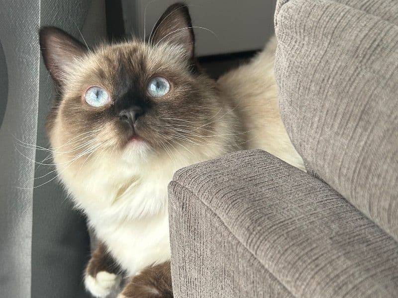 Sugar primary photo