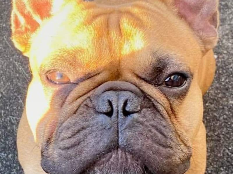 French Bulldog 3 years 9 months old male medium named Archie for sale in Kitsap County, Washington | Petmeetly