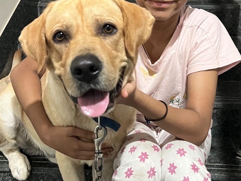 White Labrador Retriever 2 years 11 months old male medium named Jack for breeding in Secunderabad, Telangana | Petmeetly