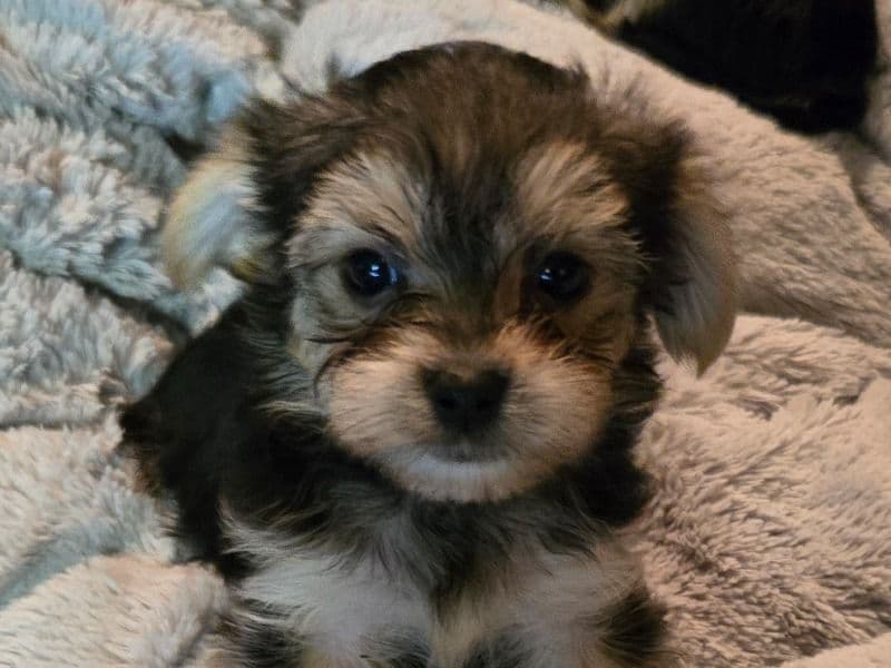 Brownie primary photo
