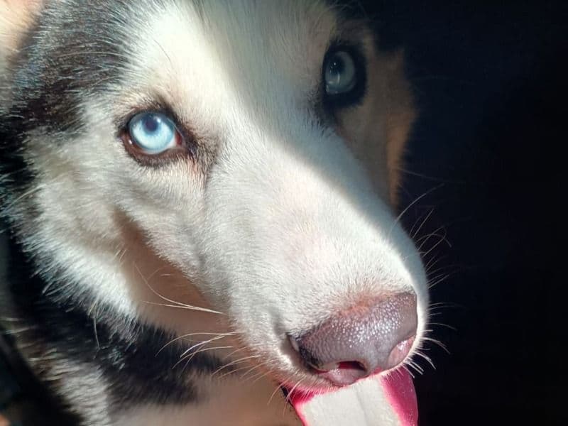 Alaskan Husky 2 years old male medium named Scotch for breeding in Jabalpur Division, Madhya Pradesh | Petmeetly