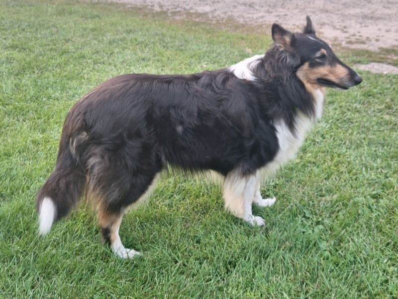 Trixie primary photo