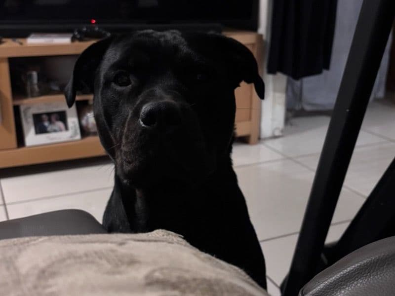 Rottweiler 2 years 1 month old female large named Ava for breeding in Warwickshire, England | Petmeetly