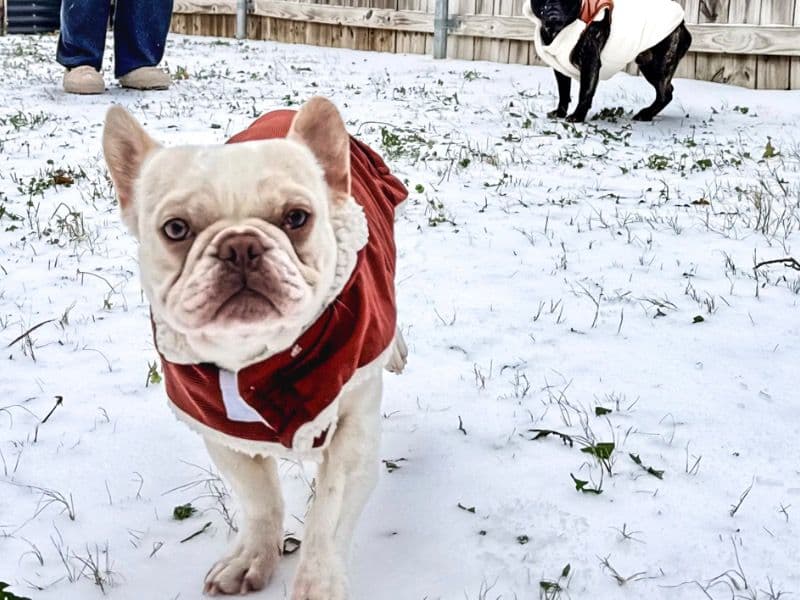 French Bulldog 1 year 3 months old male small named Zeus for breeding in Tarrant County, Texas | Petmeetly