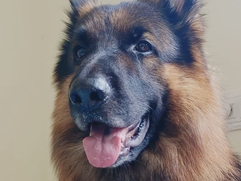 German Shepherd 3 years old male large named Poco for breeding in Bangalore Division, Karnataka | Petmeetly