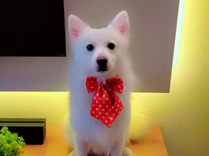 Pomeranian 4 years 9 months old male small named Neo for breeding in Pune Division, Maharashtra | Petmeetly
