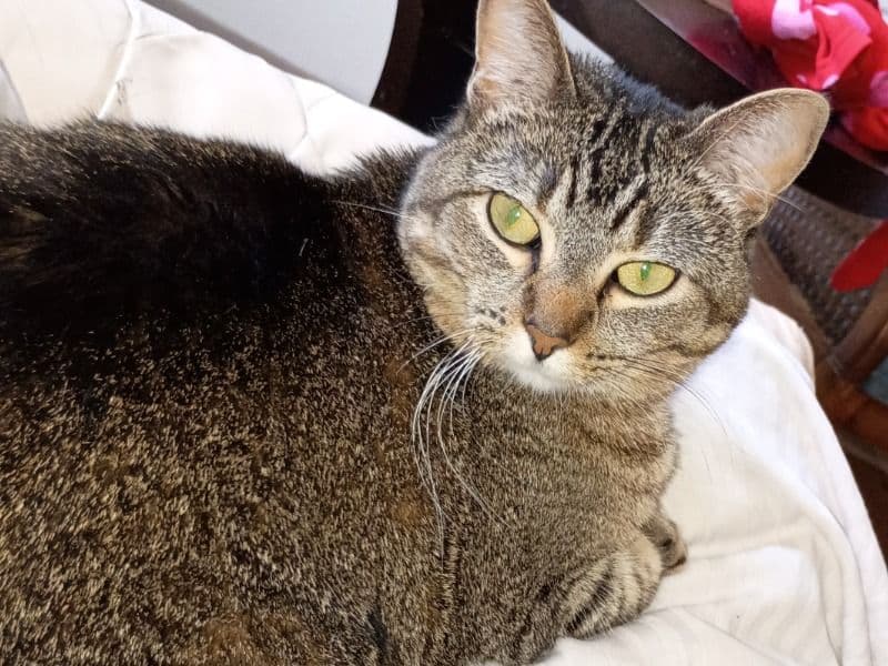 Oriental Tabby 3 years old female named Betty for sale in Hennepin County, Minnesota | Petmeetly