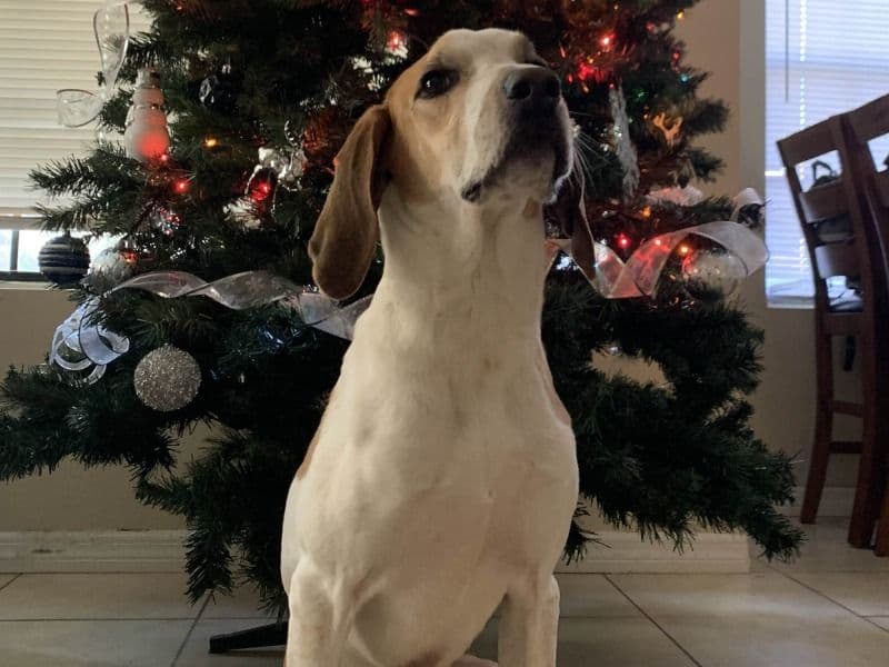 American English Coonhound 4 years old male medium named Fin for adoption in Volusia County, Florida | Petmeetly