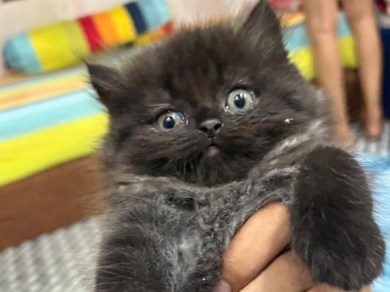British Shorthair 7 months old male named Blacky for breeding in Rohtak Division, Haryana | Petmeetly