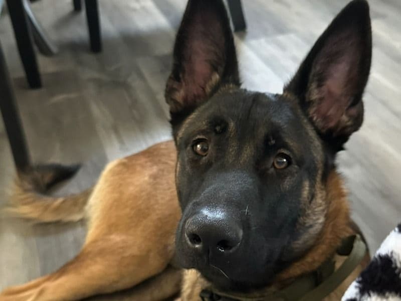Achilles primary photo