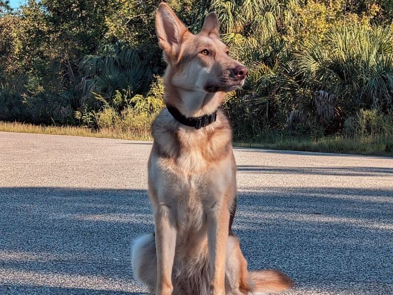 German Shepherd 2 years 1 month old female large named Maple for breeding in Citrus County, Florida | Petmeetly