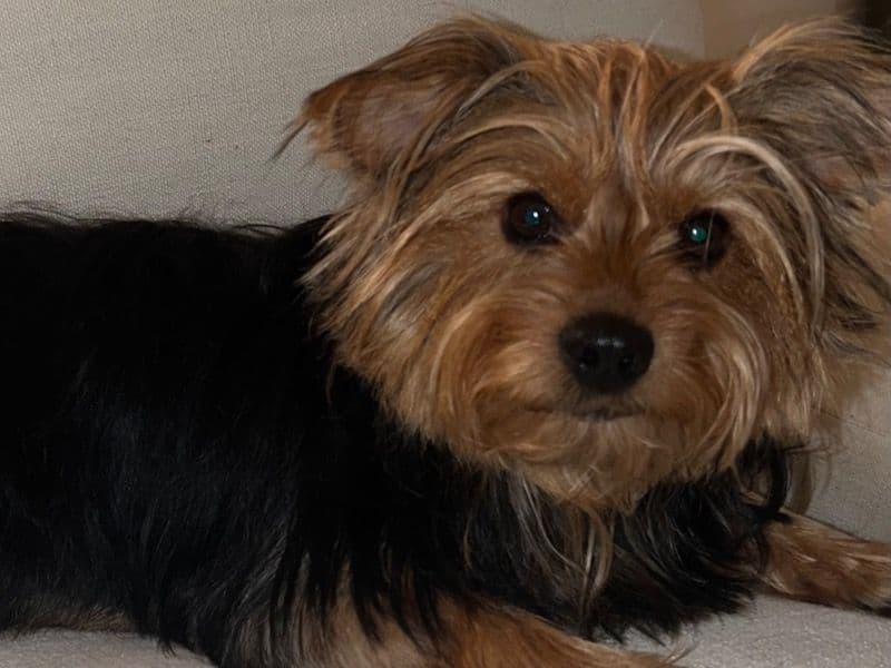 Roxy - Yorkshire Terrier | Petmeetly