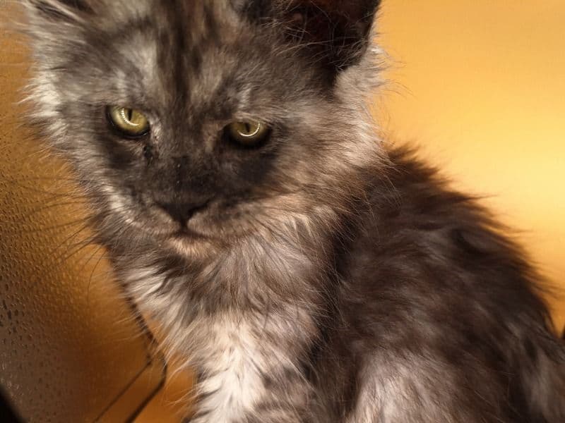 Maine Coon 3 months old female named Cassie for sale in Paulding County, Georgia | Petmeetly
