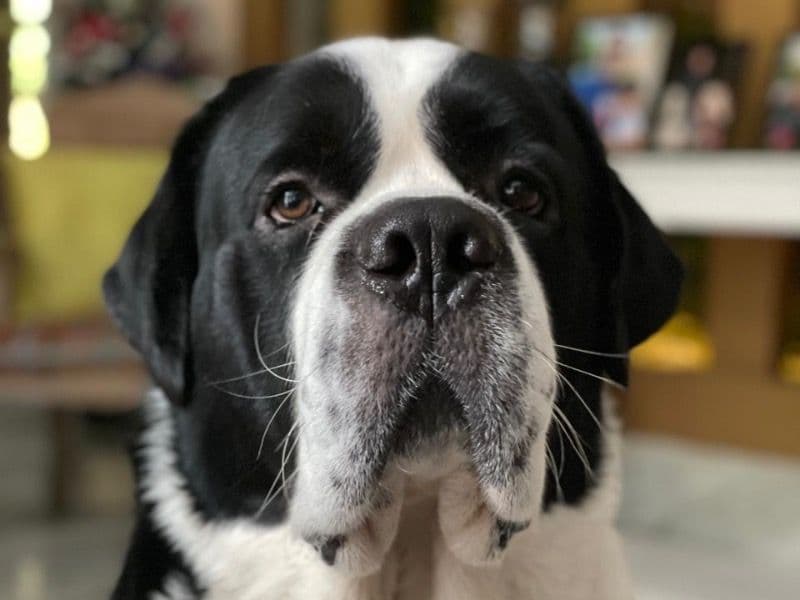 Saint Bernard 7 years 4 months old male extra large named Rusty for breeding in Gurgaon Division, Haryana | Petmeetly