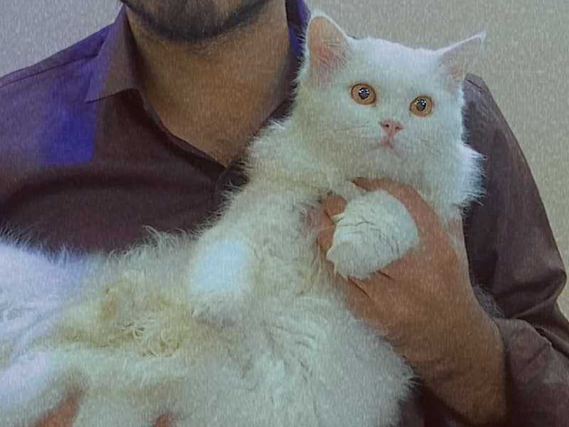 Turkish Angora 1 year 2 months old male named Casper for breeding in Hyderabad, Telangana | Petmeetly