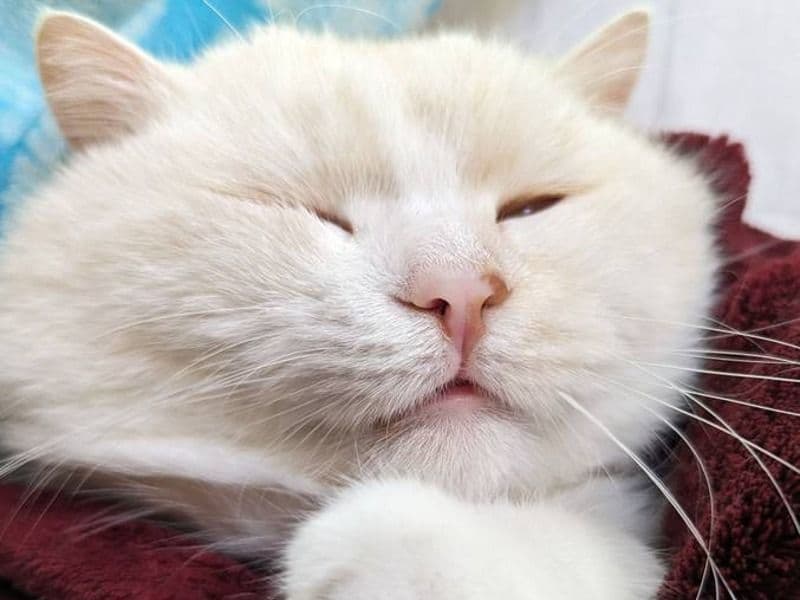 Chairman Meow primary photo
