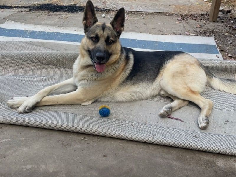 German Shepherd 5 years 4 months old male large named Bohdi for breeding in San Diego County, California | Petmeetly