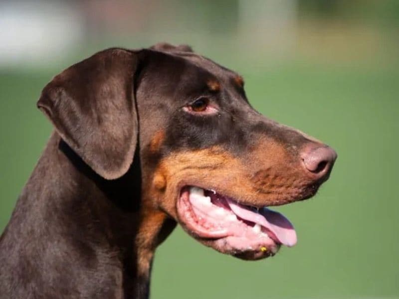 Doberman 4 years 3 months old female extra large named Dara for sale in Glasgow City, Scotland | Petmeetly