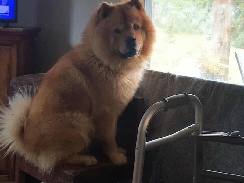 Chow Chow 2 years 1 month old male large named Simba for sale in Talladega County, Alabama | Petmeetly