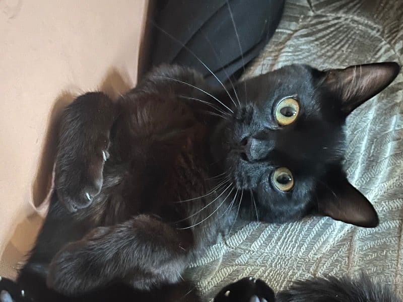 Sooty primary photo