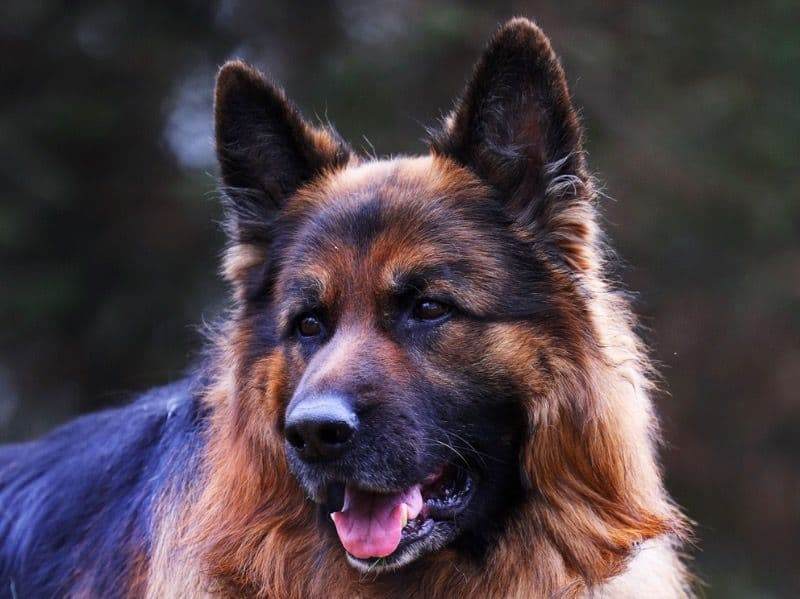 Rex primary photo