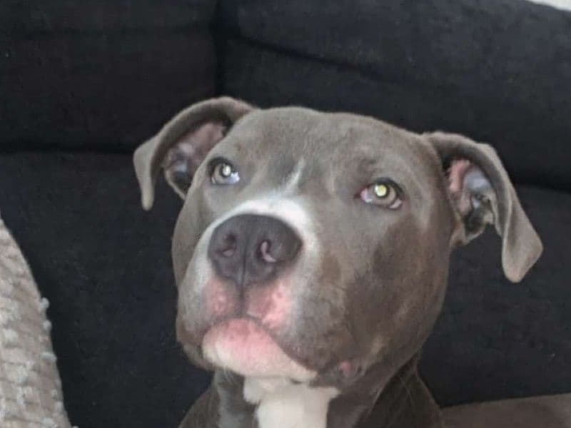 American Pocket Bully 1 year 2 months old male medium named Kendal for breeding in Lancashire, England | Petmeetly