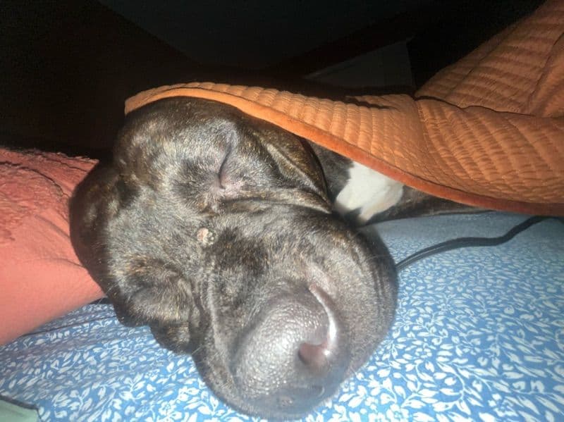 Blue nose Pitbull 2 years 4 months old male extra large named Brownie for breeding in Fairfield County, Connecticut | Petmeetly
