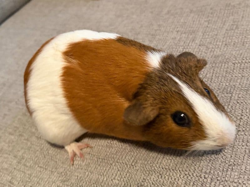 Caramel - Guinea Pig | Petmeetly