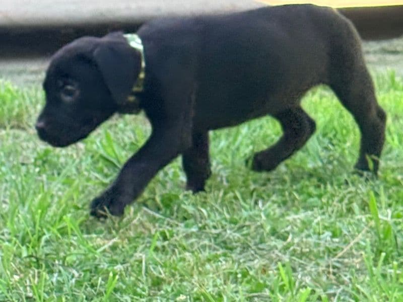 Cane Corso 2 months old male small named Dean for sale in Ottawa County, Oklahoma | Petmeetly