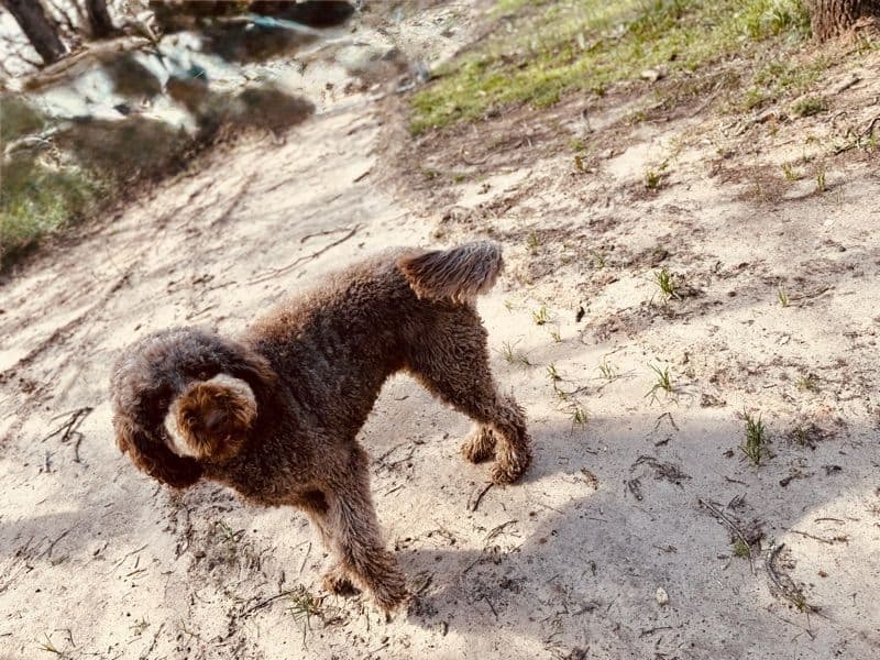 Goldendoodle 4 years 3 months old male large named Moby for breeding in Tarrant County, Texas | Petmeetly