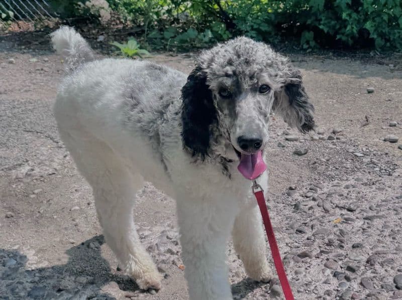 Laika - Standard Poodle | Petmeetly
