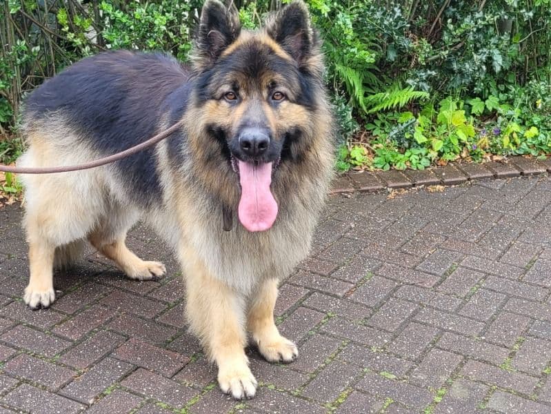 Black German Shepherd 3 years 1 month old male large named Leo for breeding in Greater Manchester, England | Petmeetly