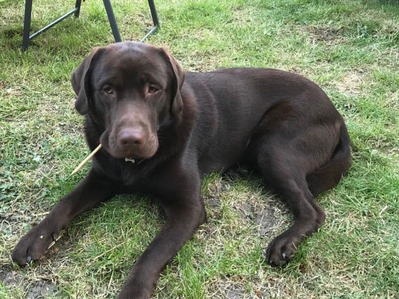 Labrador Retriever 5 years 9 months old male large named Floki for breeding in Greater London, England | Petmeetly
