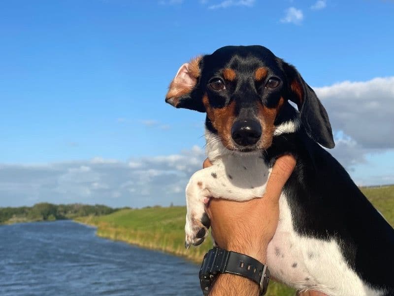 Miniature Dachshund 5 years 2 months old male small named Mickey for breeding in Okeechobee County, Florida | Petmeetly