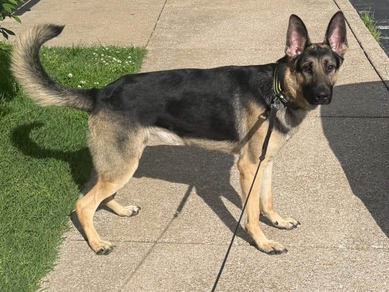 German Shepherd 1 year 11 months old male large named Kyrou for breeding in Jefferson County, Missouri | Petmeetly