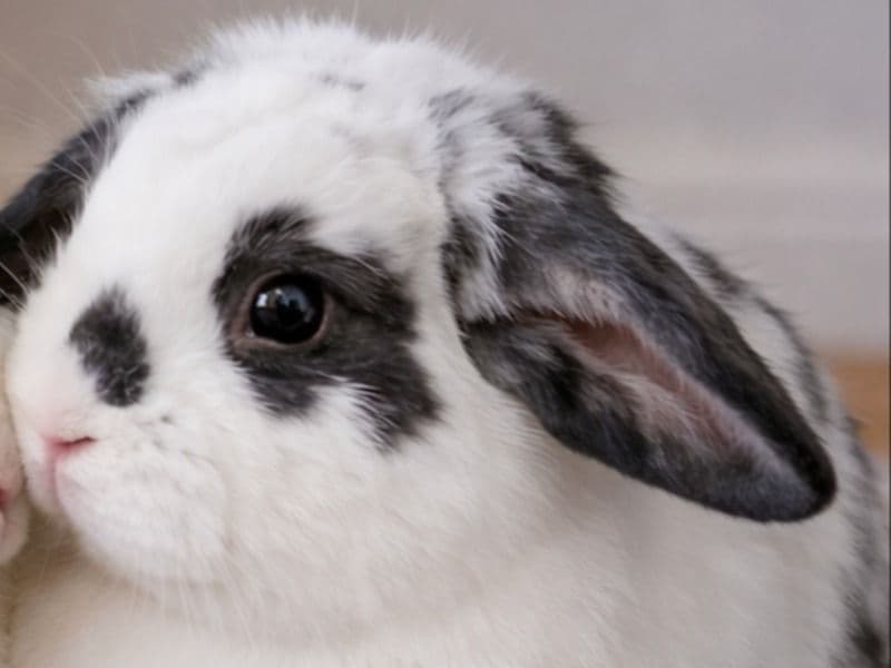 Holland Lop 10 months old male named Grayson for sale in San Bernardino County, California | Petmeetly