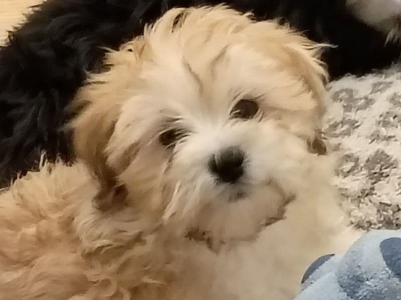 Morkie 2 months old female small named Spice for sale in Middlesex County, New Jersey | Petmeetly