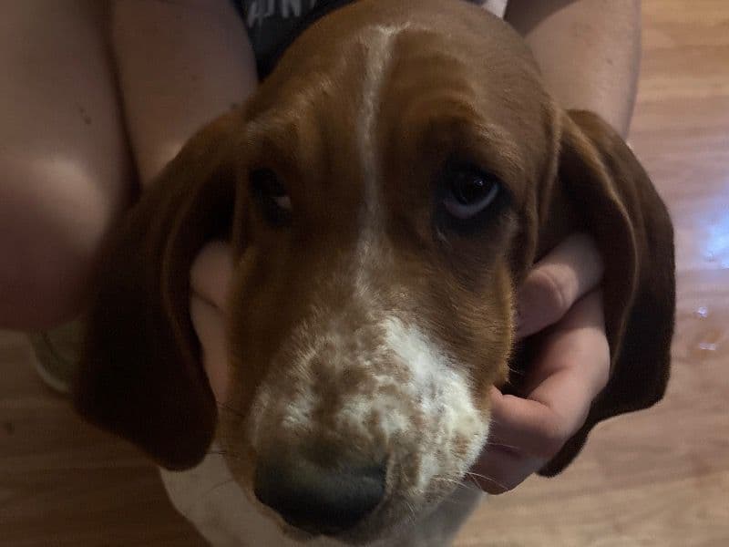 Bella primary photo