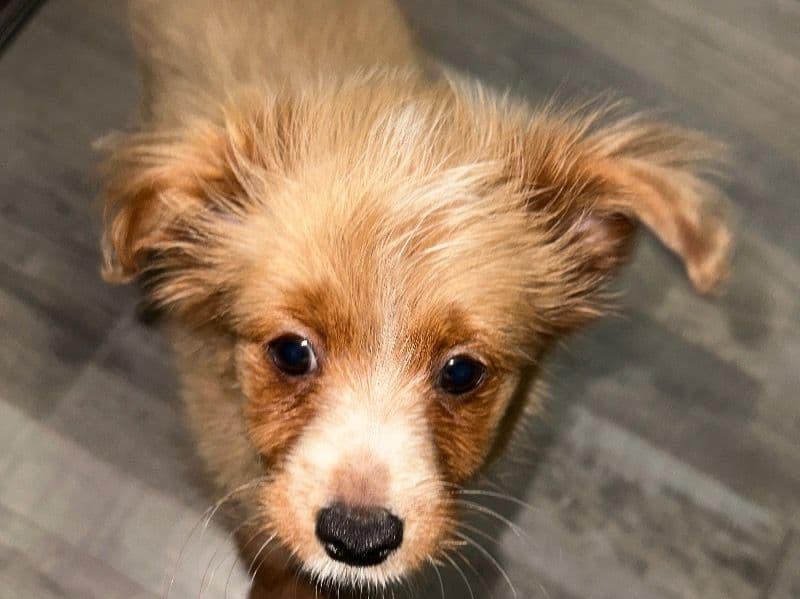 Yorkshire Terrier 2 months old male small named Milo for sale in Petersburg, Virginia | Petmeetly