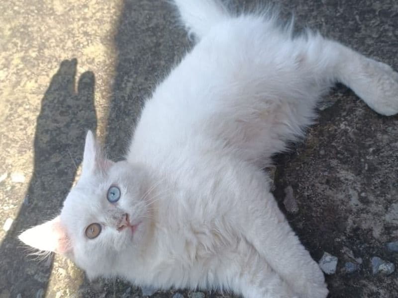 Persian 7 months old male named Jaxx for breeding in Jammu | Petmeetly