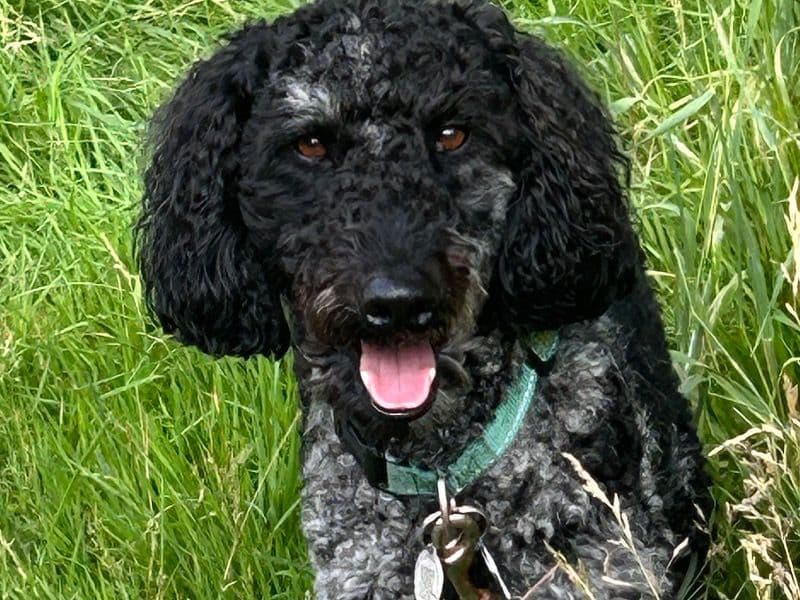 Chipper primary photo