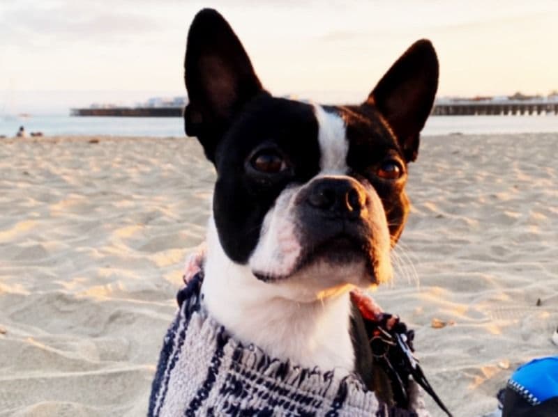 Boston Terrier 6 years 1 month old male medium named Venice for breeding in Sacramento County, California | Petmeetly
